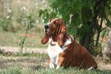 BASSET HOUND 191